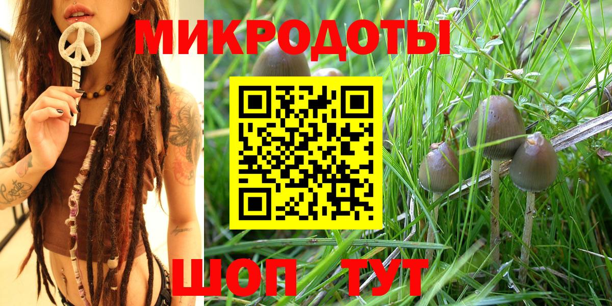 Псилоцибиновые грибы Cubensis Елец